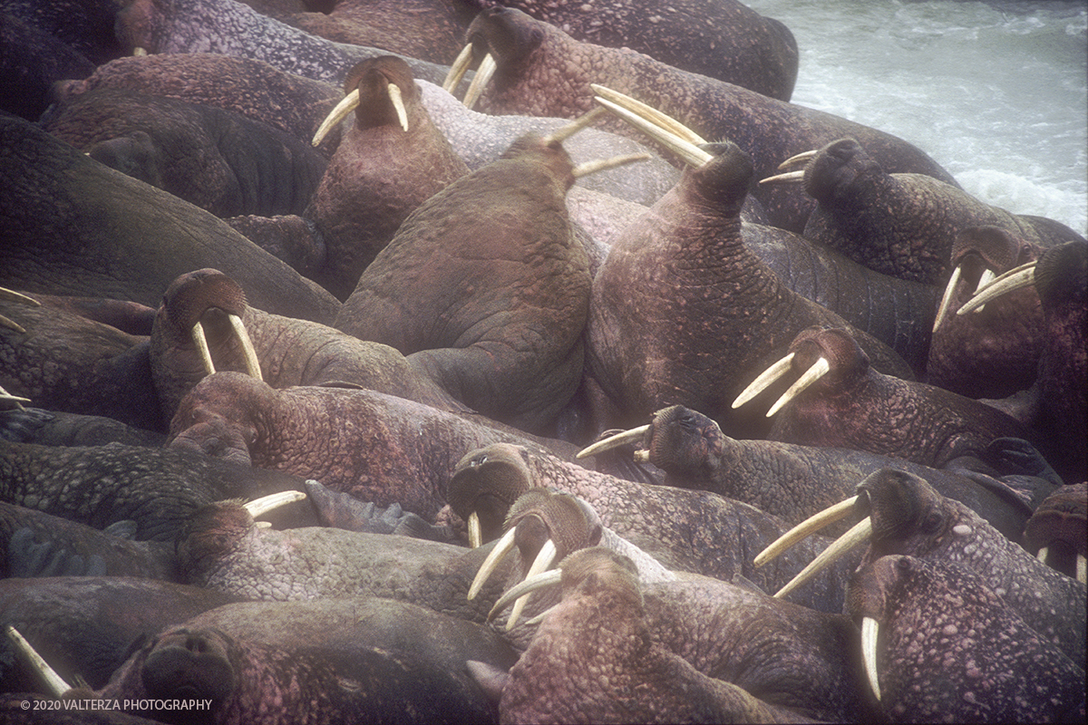 50 SIBERIA .jpg - Luglio/Agosto 1992. Siberia, terra dei Chukchi. Nell'oceano artico  125 Km a nord-est della penisola dei Chukchi (Siberia) c'Ã¨ l'isola di Wrangel, essa ospita piÃ¹ del doppio di specie vegetali (417) di qualsiasi territorio artico a paritÃ  di superficie nonchÃ¨ 30 specie diverse di uccelli oltre ad orsi polari, foche e trichechi ; per questo motivo   Ã¨ stata proclamata patrimonio dell'umanitÃ  dall'UNESCO. Nella foto parco naturale dell'Isola di Arakamchechen, colonia di trichechi, animali protetti.